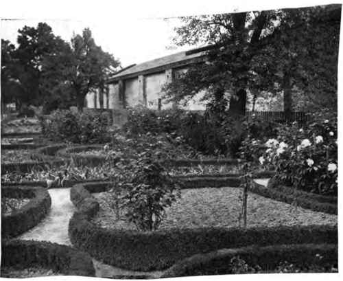 Bits of old box hedge, as prlm and square cut as a puritan pastor.