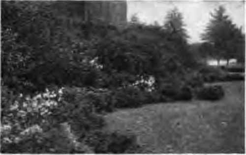 Example of massed planting.