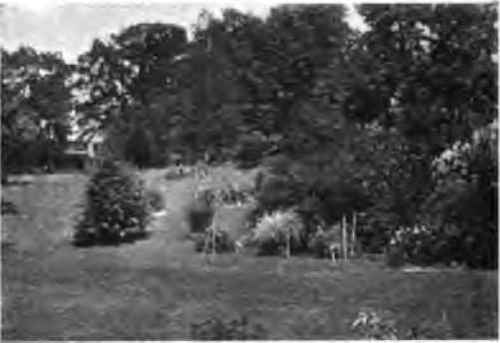 Example of scattered planting.