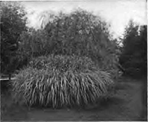 The Wisconsin weeping willow.