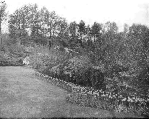 Tulips edging an informal shrubbery border.
