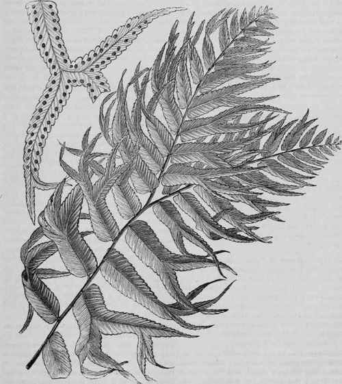 NEPHROLEPIS DAVALLIOIDES FURCANS.