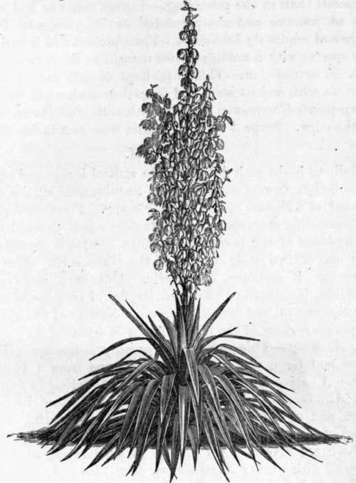 Fig. 252. Yucca recurvifolia. (About 1/20 nat. size.)