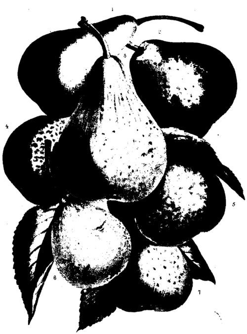 A. GROUP OF SUMMER FRUIT 1 Rostiezer 2. Madeleine.