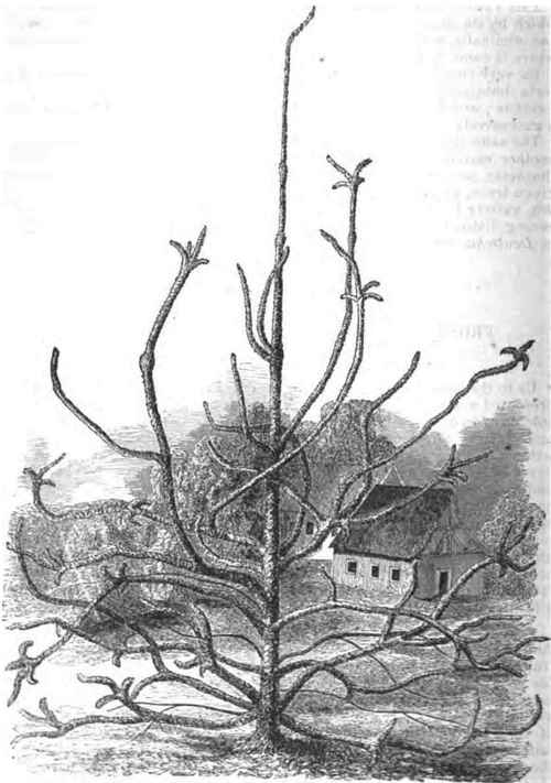 PICEA EXCELSA VAR. HAGEMANN1ANA