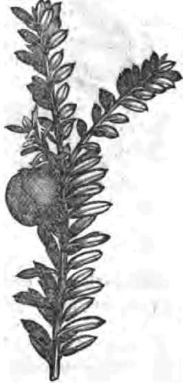 Seeds 110080
