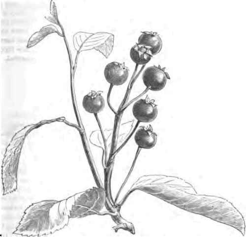 The Service Berry Pyrus Arbutifolia.