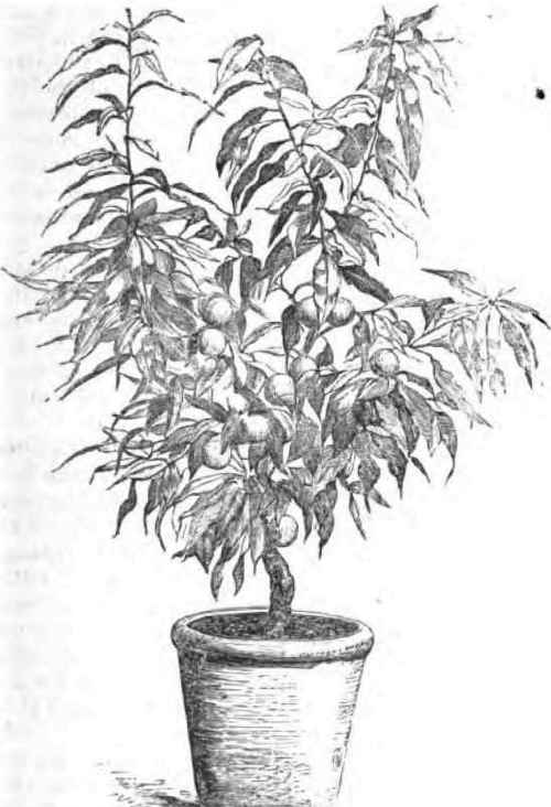 An Elruge Nectarine Tree, three years old, from a Daguerreotype.