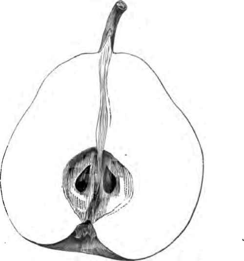 Beurre Bachelier Pear.