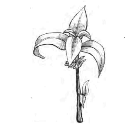 The Art Of Increasing Plants By Cuttings 220084
