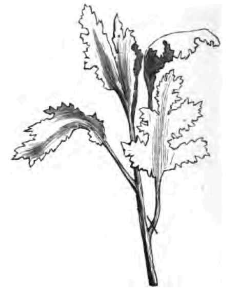 The Art Of Increasing Plants By Cuttings 220085