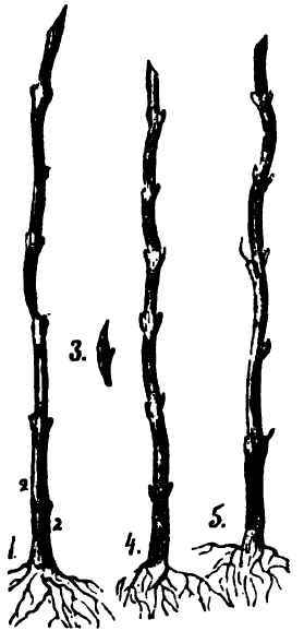 The Best Way To Graft Grape-Vines 50040