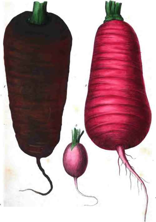 2 Chinese Rose Radish. 3 Early Cral Rose Radish.