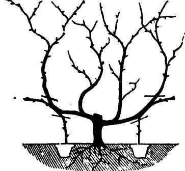 Inarching The Grape-Vine 150053