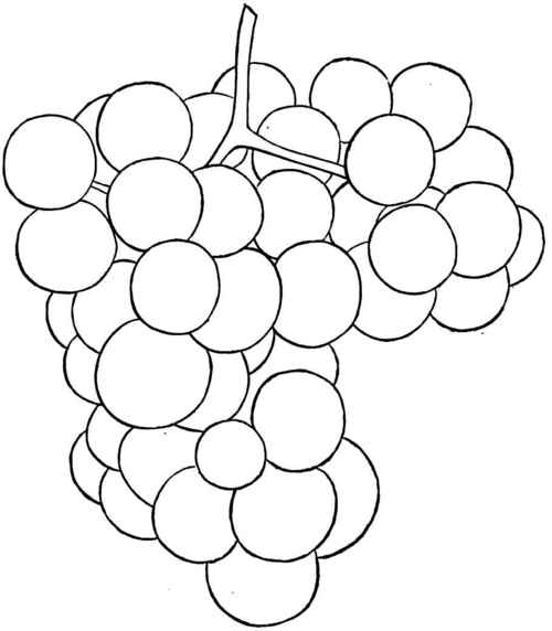 Rogers' Grape, No. 44.
