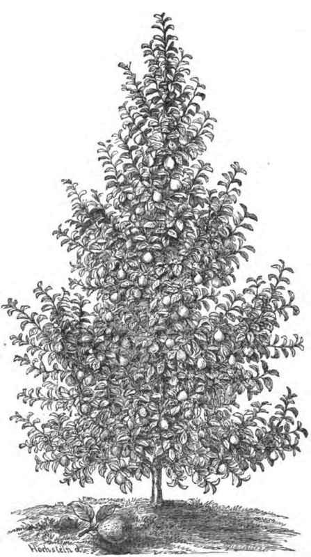 BUFFUM PEAR TREE.
