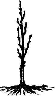 No. l the tree as received from the nursery.