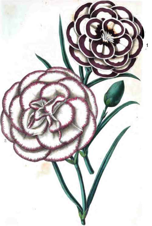 Pink and Picotee
