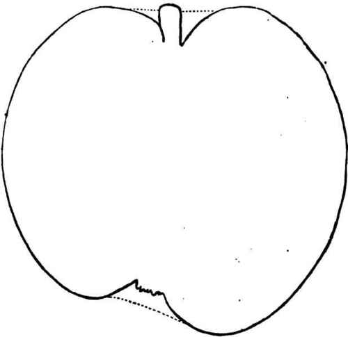 The Horse Apple. Average size.