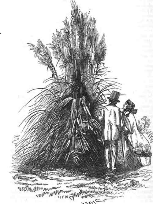 The Pampas Grass Gynerium Argenteum From The Londo 130054