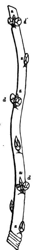 9 Fruit Buds Figs 1 B 2 C 3 D 4 5 G 300158