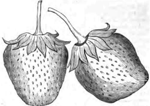 British Queen Strawberries from Dr.Hull's beds.
