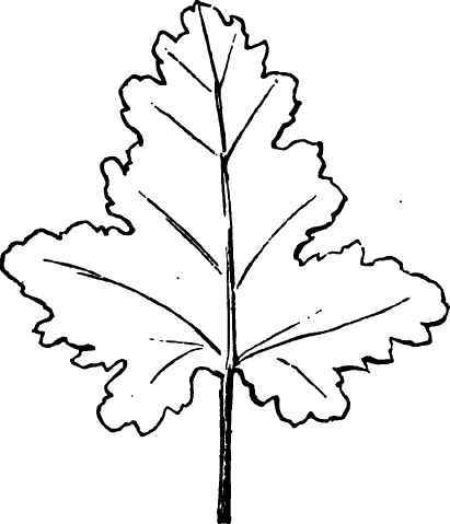 Pig. 115. Leaf of Cherry Currant.