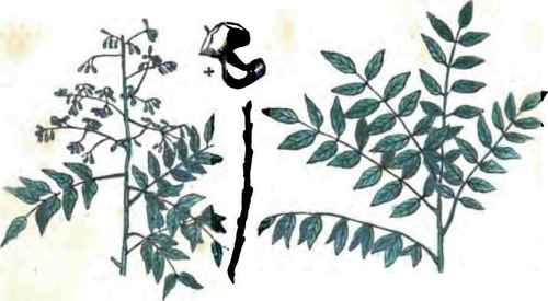 Treatment Of Woods 30023