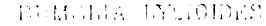 Trellis Work 1300109