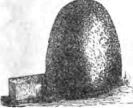 Yew.