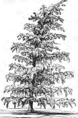 Weeping Beech.