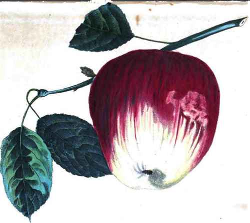 Julien Apple.