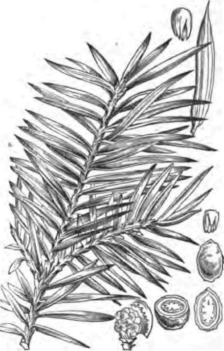 TORREYA MYRISTICA.