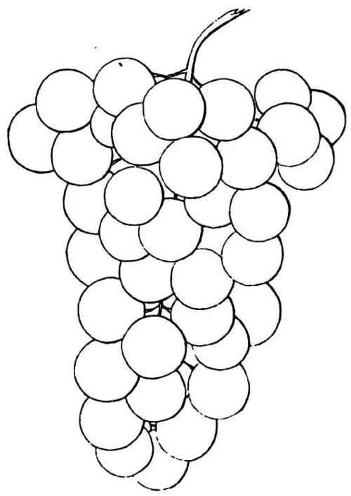 The Cowan Grape 40043