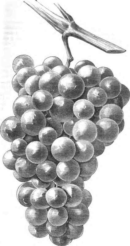 The Hine Grape.