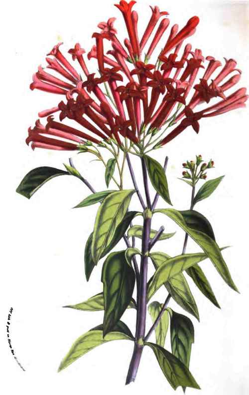 BOUVARDIA HOUTTEANA Schldl.