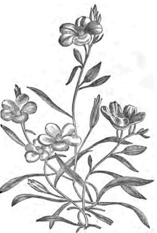 CALANDRINIA SPECIOSA.
