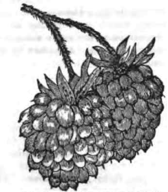 HUDSON RIVER ANTWERP RASPBERRY.