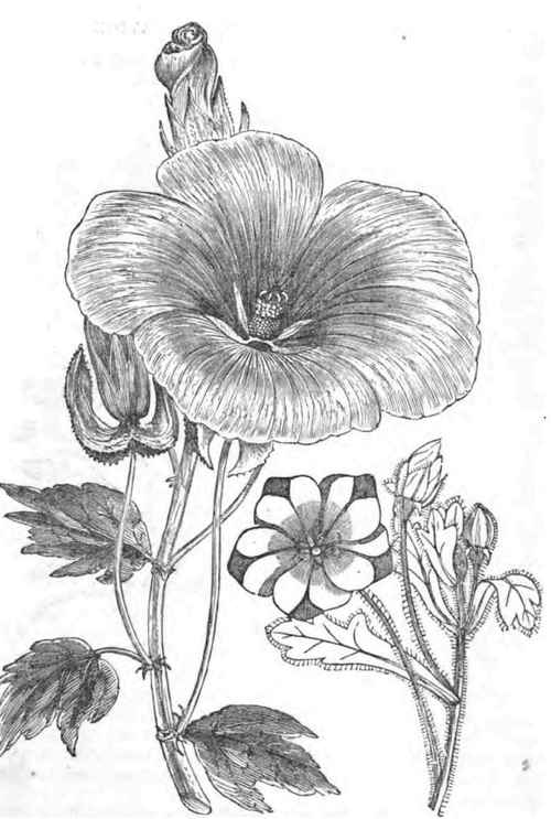MALOPE GRANDIFLORA. NEMOPHILA MACULATA.