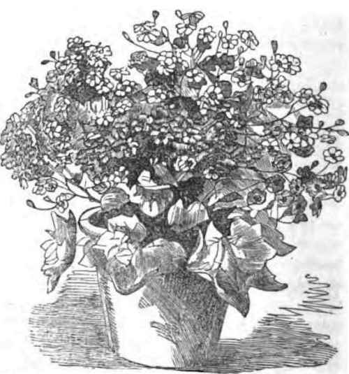 THE CINERARIA.