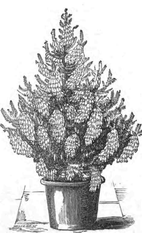 ERICA CAVENDISHL.