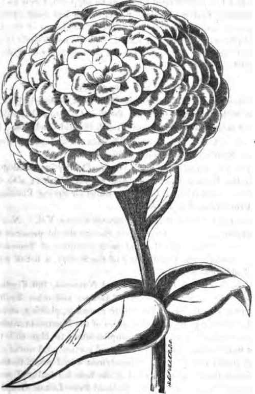 The Double Zinnia 170021