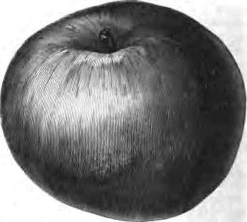 THE EVENING PARTY APPLE.