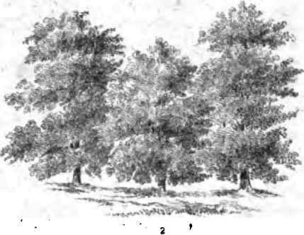 Grouping Trees 120020