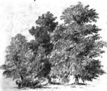 Grouping Trees 120023