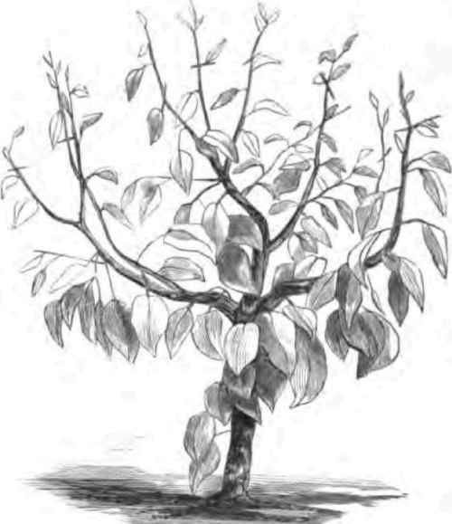 Growing And Fruiting Dwarf Pears 2200168