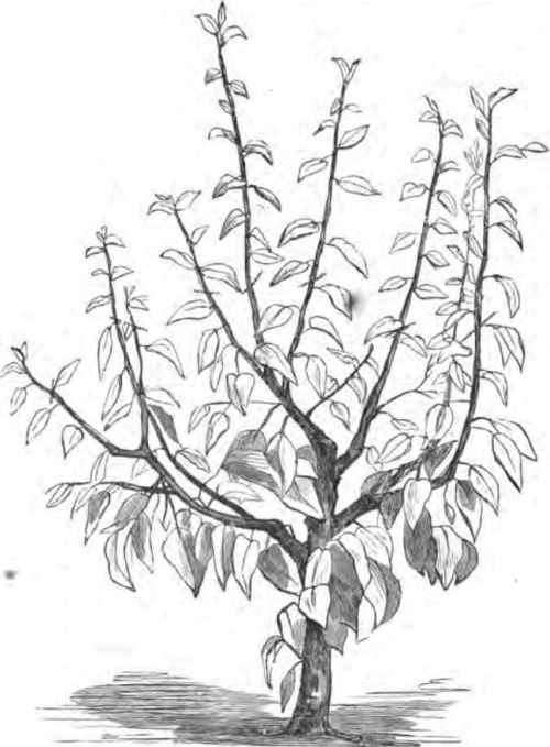 Growing And Fruiting Dwarf Pears 2200169