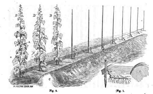 Hints On Grape Culture 160046