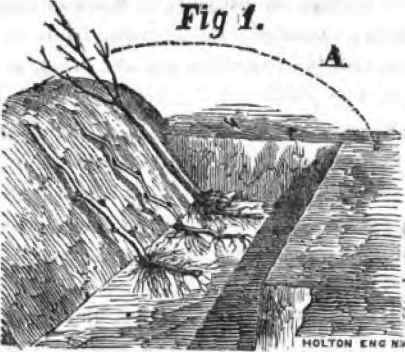 Hints On Grape Culture 160060