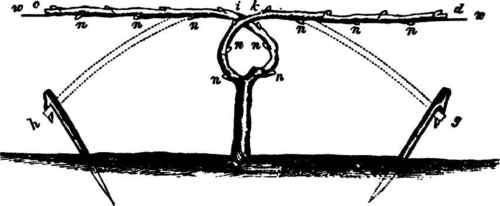 Hints On Grape Culture 170041